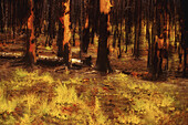 Geschwärzte Bäume nach Waldbrand, Yukon Territory, Kanada