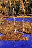 Tamarack und Fichten in der Nähe des Wolf Howl Lake im Herbst, Algonquin Provincial Park, Ontario, Kanada