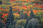 Forest in Autumn,Algonquin Provincial Park,Ontario,Canada