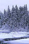 Wald und Bach im Winter, Algonquin Provincial Park, Ontario, Kanada