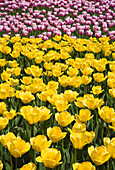 Tulpen,Commissioner's Park,Ottawa,Ontario,Kanada