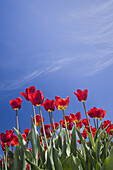 Tulips,Commissioner's Park,Ottawa,Ontario,Canada