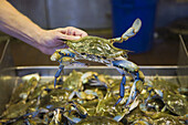 Hand hält Krabbe auf dem Meeresfrüchtemarkt