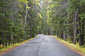 Road in Autumn,Banff National Park,Alberta,Canada