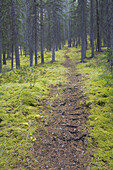 Path Through Forest,Banff National Park,Alberta,Canada