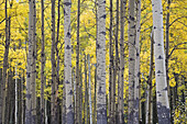 Espenhain im Herbst, Banff National Park, Alberta, Kanada