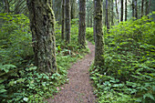 Pfad durch den Wald, Elk Falls Provincial Park, Vancouver Island, British Columbia, Kanada