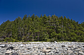 Wald und felsiges Ufer, Cortes Island, British Columbia, Kanada