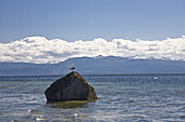 Möwe auf Felsen im Meer, Cortes Island, British Columbia, Kanada