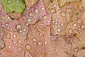Regentropfen auf Ahornblättern, Chelsea, Quebec, Kanada