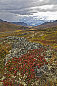 Alpine Tundra in Autumn,Tombstone Territorial Park,Yukon,Canada