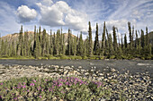 Weidenröschen am Bonnet Plume River,Yukon,Kanada