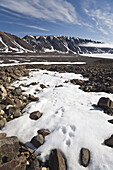 Arctic Fox Tracks in the Snow,Craig Harbour,Ellesmere Island,Nunavut,Canada