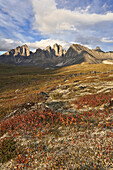 Blueberry Bushes and Mt Monolith,Tombstone Territorial Park,Yukon,Canada
