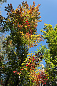 Herbstbäume,Fitch Bay,Québec,Kanada