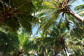 Close-up of Palm Trees,Varadero,Mantanzas,Cuba