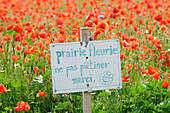 Prairie Poppies