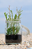 Herbs Growing in a Jar