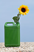 Sunflower and Jerry Can