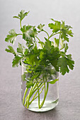 Cilantro in Glass of Water