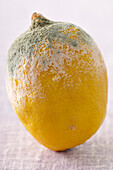 Close-up of Moldy Lemon