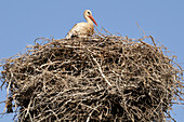 White Stork in Nest,Chellah,Morocco