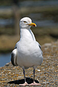 Seagull,Roscoff,Bretagne,France