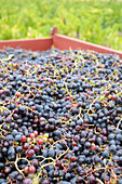 Nahaufnahme eines Behälters mit Weintrauben, Minervois, Languedoc-Roussillon, Frankreich