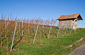 Vineyard in Autumn,Pfalz,Rhineland-Palatinate,Germany