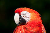 Close-up of Parrot,Mexico