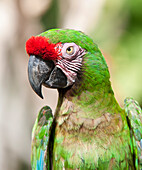 Nahaufnahme eines Papageis,Mexiko