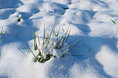 Gras durch Schnee