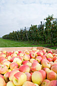 Close-up of big boxes filled with apples in front of field with rows of apple trees in orchard at harvest,Germany