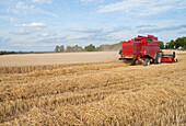 Erntemaschine im Weizenfeld beim Schneiden von Weizen,Deutschland