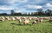 Scenic view of sheep grazing in pasture,Edenkoben,Rhineland-Palatinate,Germany