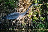 Great Blue Heron