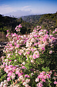 Flowering Mimosa Bush on Hillside,Texas,USA