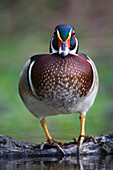 Wood Duck,Texas,USA