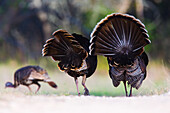 Male Rio Grande Wild Turkeys Following Female
