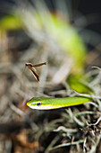 Green Tree Snake