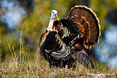 Rio Grande Wild Turkey