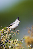 Tufted Titmouse