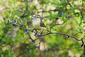 Warbler in Tree