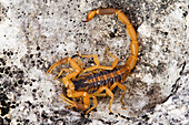 Skorpion auf Felsen