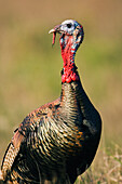 Rio Grande Wild Turkey