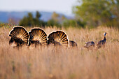 Rio Grande Wild Turkey