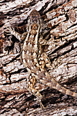 Texas-Stacheleidechse auf Baum