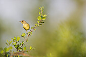 Warbler on Branch