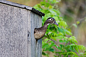 Wood Duck in Nesting Box
