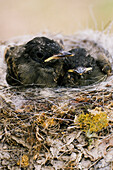 Phoebenküken im Nest